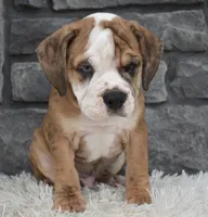 Toby, a male English Bulldog and Beagle for sale in Berlin, OH – 2 of 4