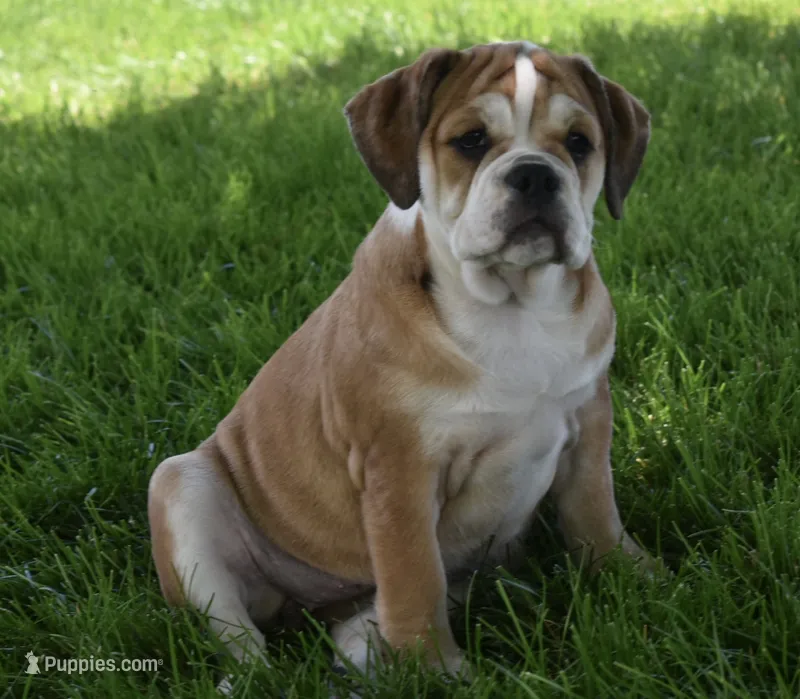 Trixie – English Bulldog, Beagle puppy for sale in Berlin, OH