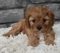 Marley , a female Cavapoo for sale in Berlin, OH – 4 of 7