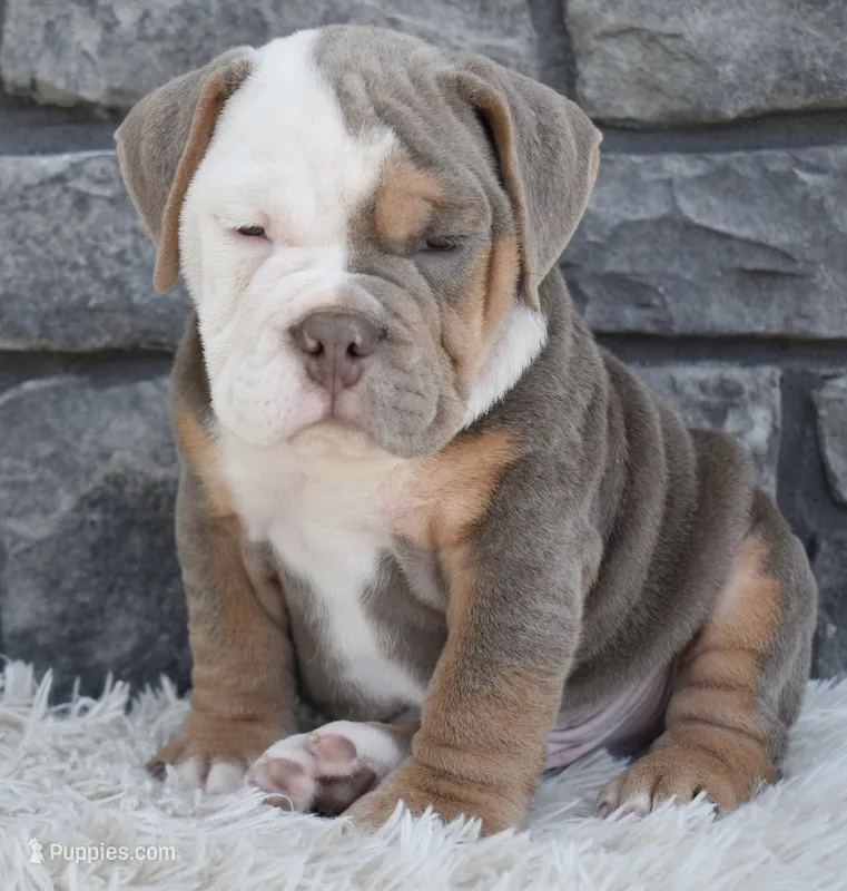 Bentley  – English Bulldog, Beagle puppy for sale in Berlin, OH