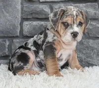 Maverick , a male English Bulldog and Beagle for sale in Berlin, OH – 2 of 5