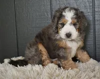 Jett, a male Miniature Bernedoodle for sale in Berlin, OH – 6 of 6