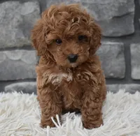 Cupcake , a female Poodle - Toy  for sale in Berlin, OH – 4 of 8