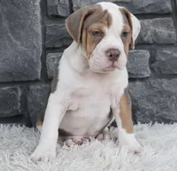 Tank, a male English Bulldog and Beagle for sale in Berlin, OH – 2 of 6