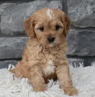 Riley , a male Cavapoo for sale in Berlin, OH – 2 of 8