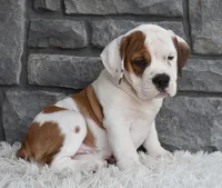 Murphy , a male English Bulldog and Beagle for sale in Berlin, OH – 3 of 4