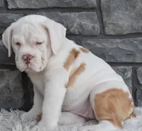 Maggie , a female English Bulldog and Beagle for sale in Berlin, OH – 3 of 4