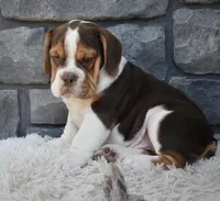 Bruno , a male English Bulldog and Beagle for sale in Berlin, OH – 2 of 5