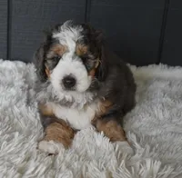 Jett, a male Miniature Bernedoodle for sale in Berlin, OH – 3 of 6