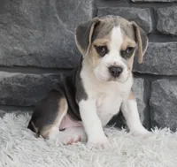 Tessa, a male English Bulldog and Beagle for sale in Berlin, OH – 1 of 7