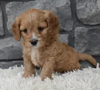 Ranger , a male Cavapoo for sale in Berlin, OH – 4 of 8
