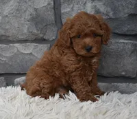Cash , a male Poodle - Toy  for sale in Berlin, OH – 8 of 8