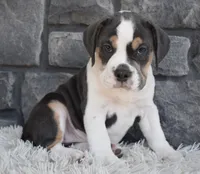 Biscuit , a female English Bulldog and Beagle for sale in Berlin, OH – 2 of 3