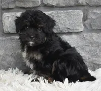 Charlie , a male Miniature Aussiedoodle for sale in Berlin, OH – 5 of 5