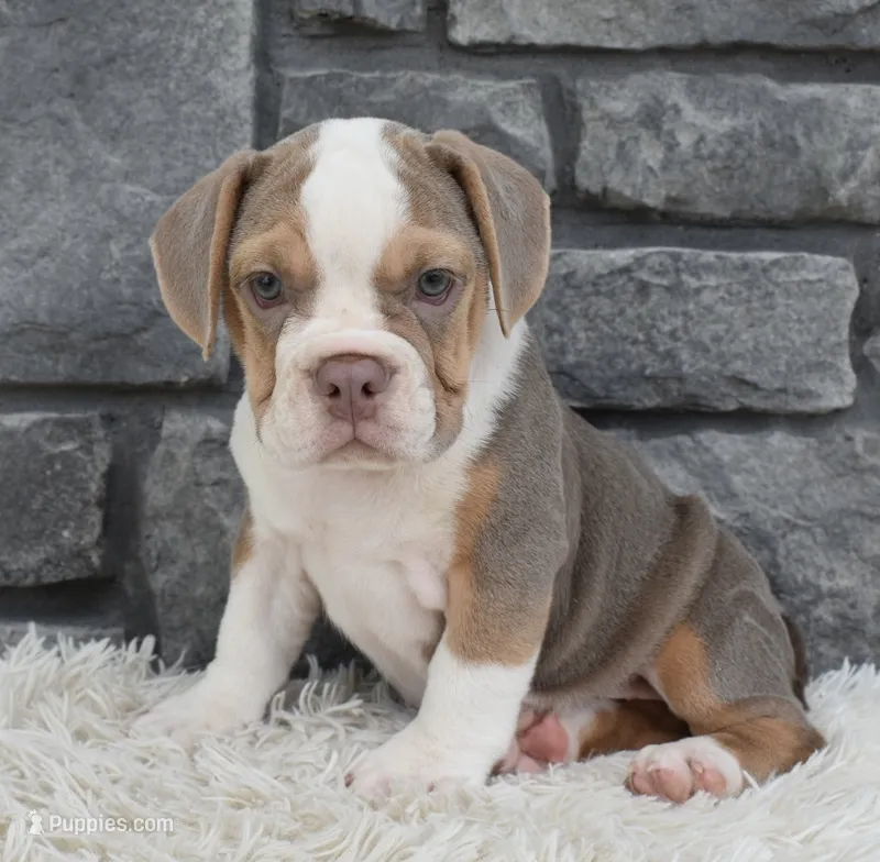 Trixie – English Bulldog, Beagle puppy for sale in Berlin, OH