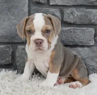 Trixie, a male English Bulldog and Beagle for sale in Berlin, OH – 1 of 7