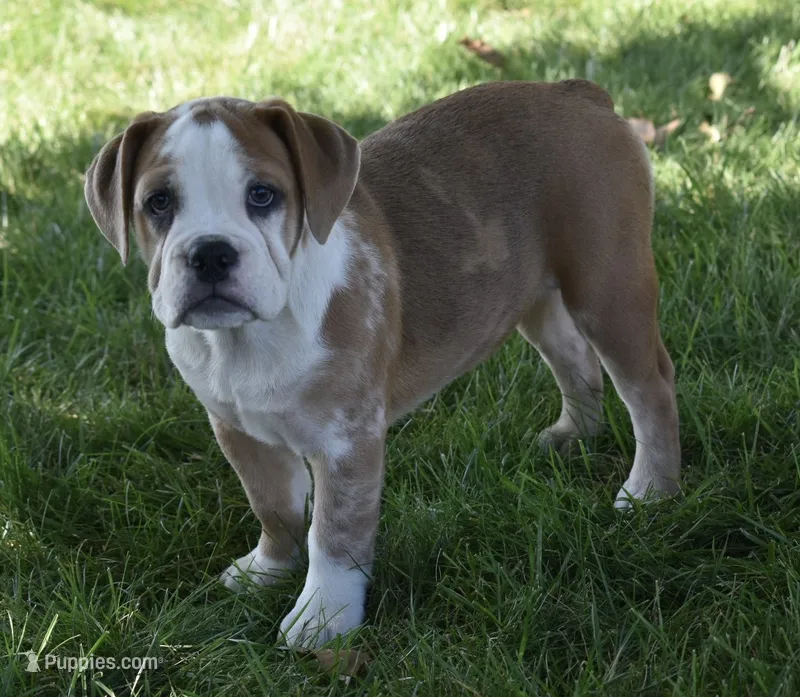 Brinley  – English Bulldog, Beagle puppy for sale in Berlin, OH