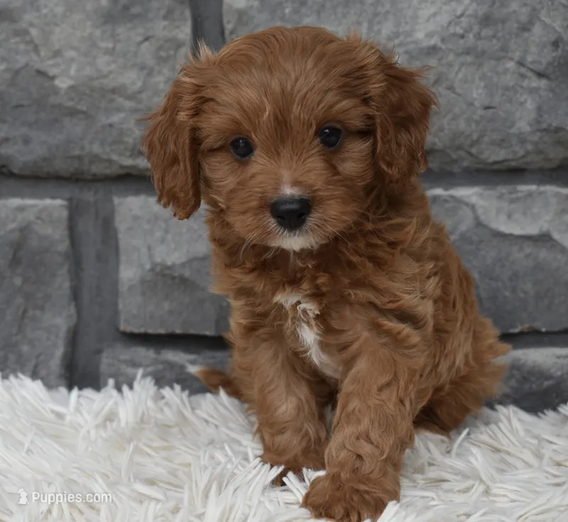 Rocky – Cavapoo puppy for sale in Berlin, OH