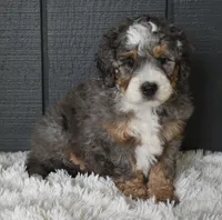 Jester , a male Miniature Bernedoodle for sale in Berlin, OH – 3 of 7