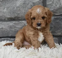 Miles, a female Cavapoo for sale in Berlin, OH – 8 of 8