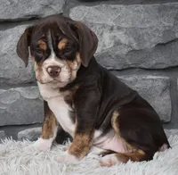 Trixie, a female English Bulldog and Beagle for sale in Berlin, OH – 4 of 4