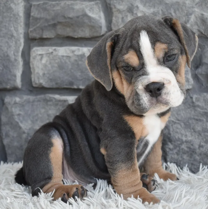 Bubba – English Bulldog, Beagle puppy for sale in Berlin, OH