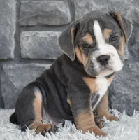 Bubba, a male English Bulldog and Beagle for sale in Berlin, OH – 1 of 4