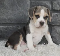 Tessa, a male English Bulldog and Beagle for sale in Berlin, OH – 3 of 7