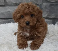 Cupcake , a female Poodle - Toy  for sale in Berlin, OH – 3 of 8