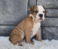 Blossom , a female English Bulldog and Beagle for sale in Berlin, OH – 5 of 5