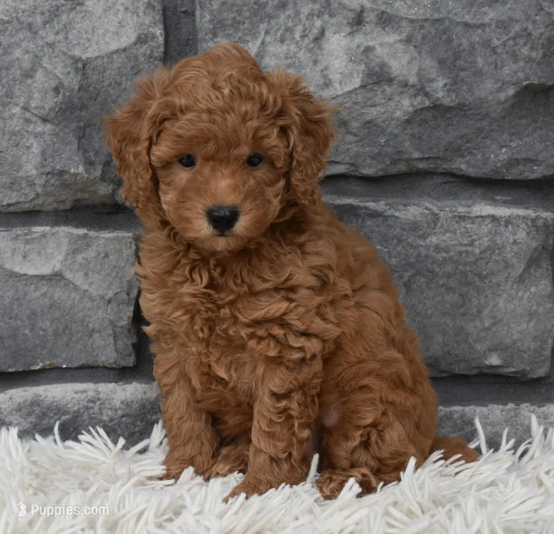 Cuddles – Poodle - Toy  puppy for sale in Berlin, OH