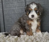Jodie, a female Miniature Bernedoodle for sale in Berlin, OH – 6 of 6