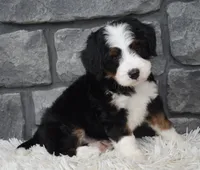Cinnamon , a female Miniature Bernedoodle for sale in Berlin, OH – 8 of 10