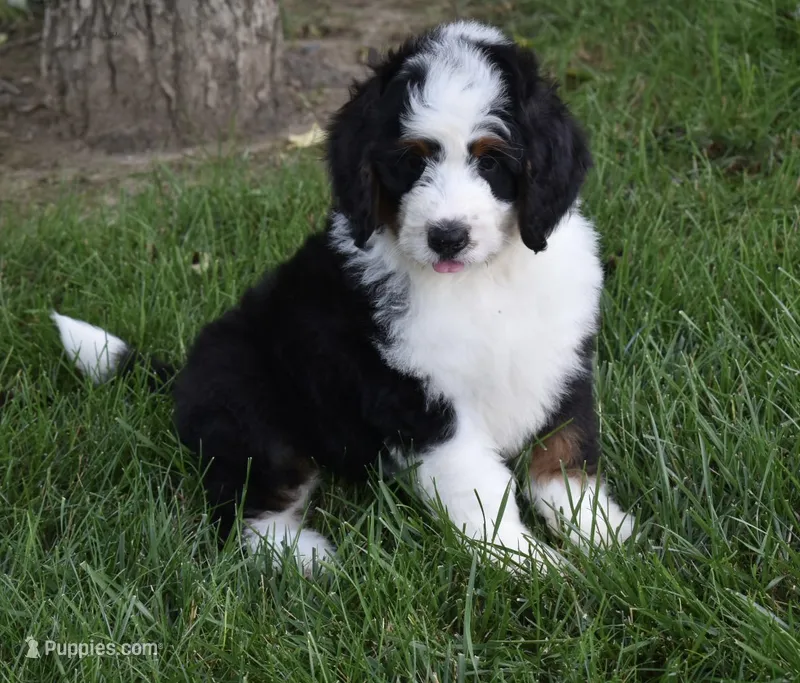 Cuddles – Miniature Bernedoodle puppy for sale in Berlin, OH