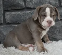 Tammy , a female English Bulldog and Beagle for sale in Berlin, OH – 2 of 4