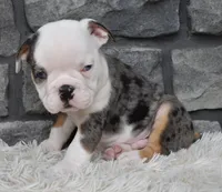 Max, a male English Bulldog and Beagle for sale in Berlin, OH – 3 of 3