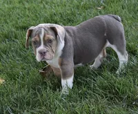 Bailey , a female English Bulldog and Beagle for sale in Berlin, OH – 3 of 6