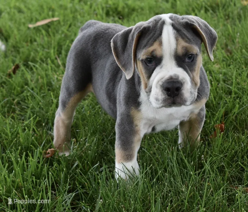Tater – English Bulldog, Beagle puppy for sale in Berlin, OH