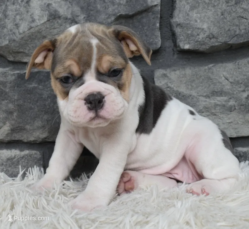 Molly – English Bulldog, Beagle puppy for sale in Berlin, OH