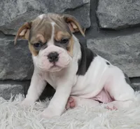 Molly, a female English Bulldog and Beagle for sale in Berlin, OH – 1 of 5