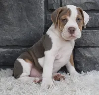 Tank, a male English Bulldog and Beagle for sale in Berlin, OH – 4 of 6
