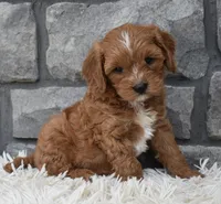 Rocco , a male Cavapoo for sale in Berlin, OH – 2 of 7