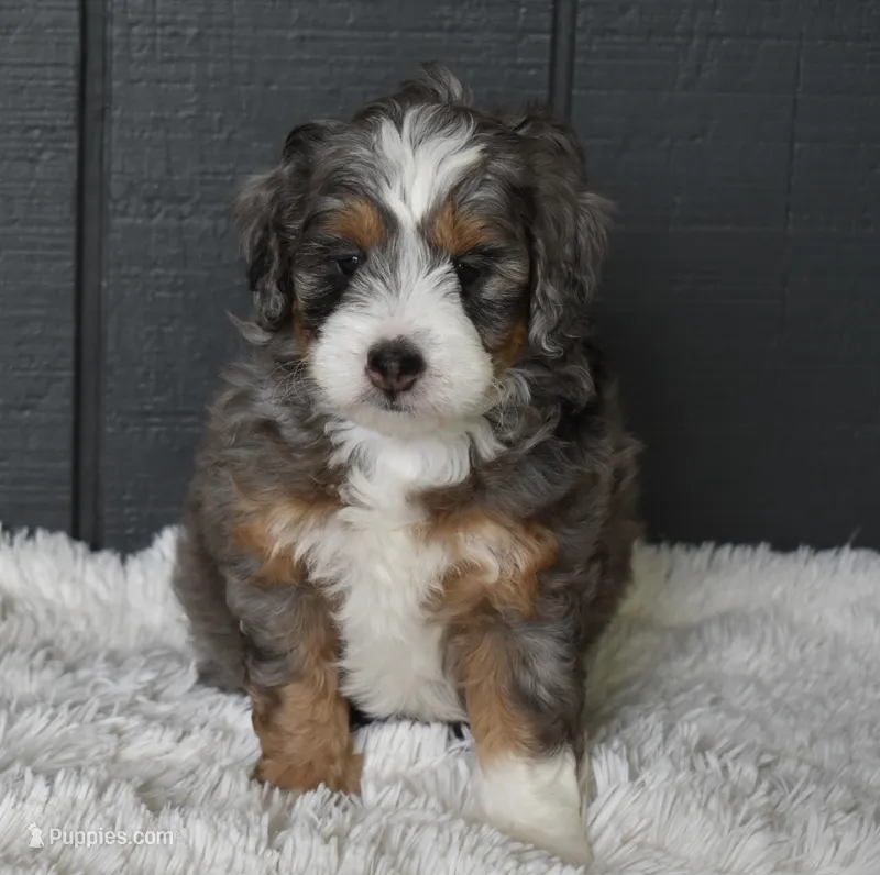 Jodie – Miniature Bernedoodle puppy for sale in Berlin, OH