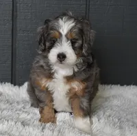 Jodie, a female Miniature Bernedoodle for sale in Berlin, OH – 1 of 6