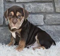 Buster , a male English Bulldog and Beagle for sale in Berlin, OH – 3 of 3