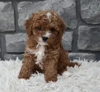 Reese, a female Cavapoo for sale in Berlin, OH – 1 of 5