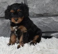 Roxy, a female Cavapoo for sale in Berlin, OH – 3 of 8