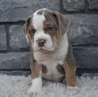 Tank , a male English Bulldog and Beagle for sale in Berlin, OH – 3 of 6