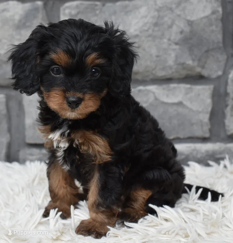 Roxy – Cavapoo puppy for sale in Berlin, OH