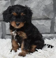 Roxy, a female Cavapoo for sale in Berlin, OH – 1 of 8